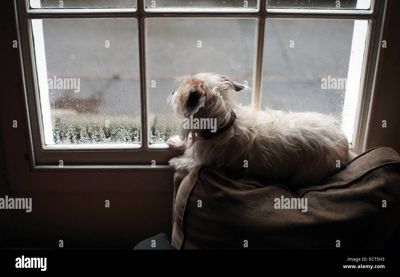 Un filo pelose Jack Russell Terrier cane guardando fuori da una finestra in un giorno di pioggia in attesa del suo proprietario per tornare a casa. Foto Stock