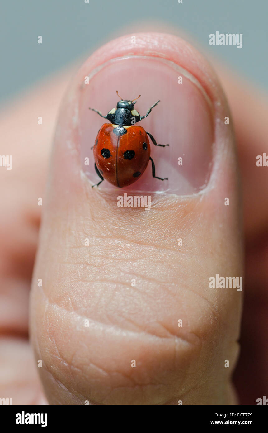 Piccola coccinella closeup su un chiodo il pollice Foto Stock