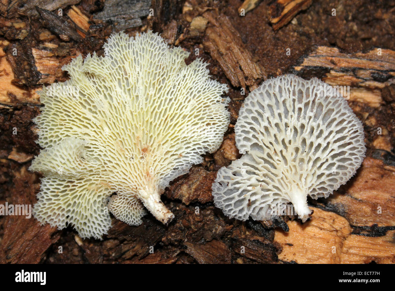 Gill Patterns di foresta pluviale funghi Foto Stock