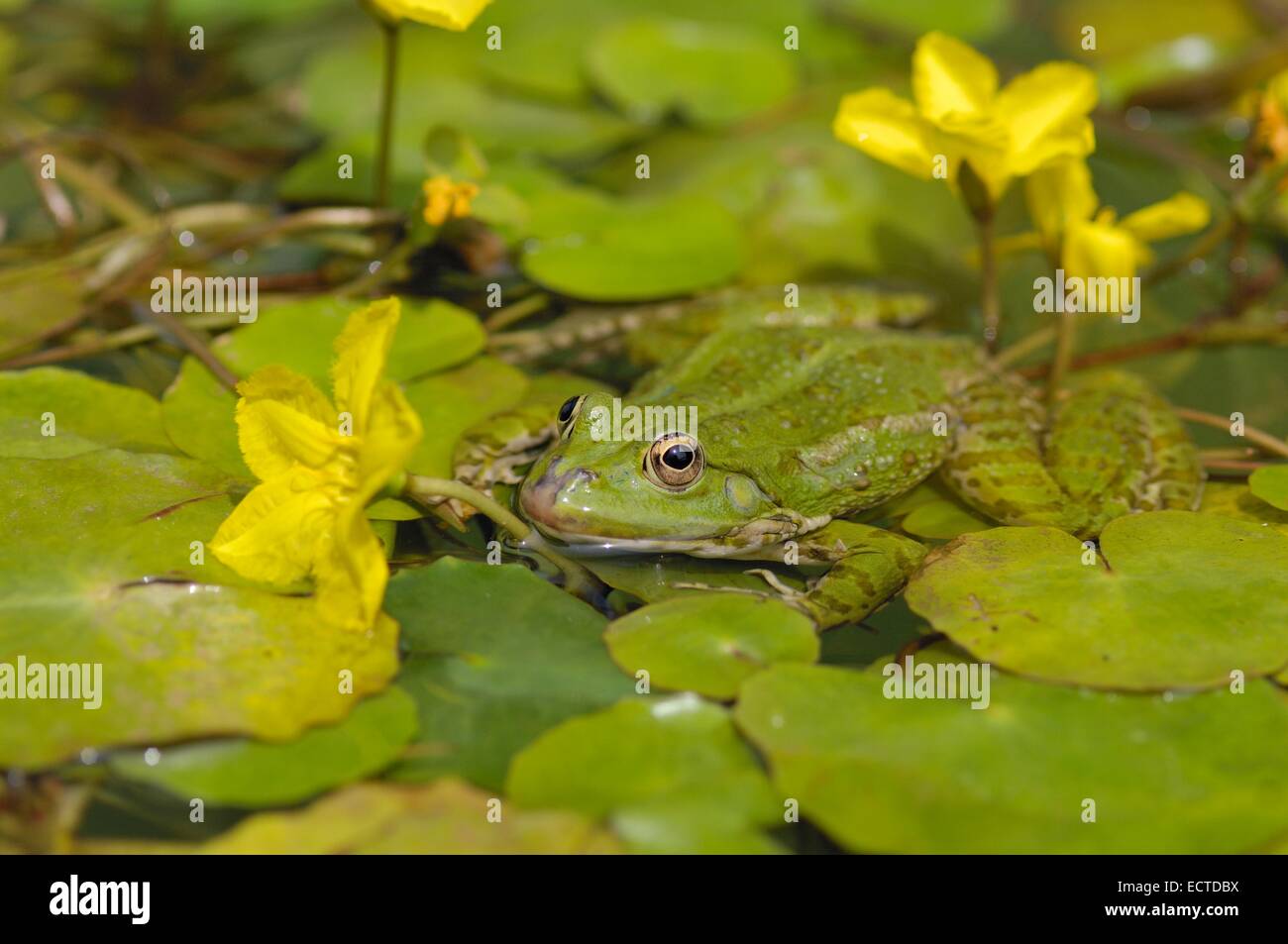 Rana di palude (Rana ridibunda - Pelophylax ridibundus) su giallo cuore flottante - orlate (ninfea Nymphoides peltata) Foto Stock
