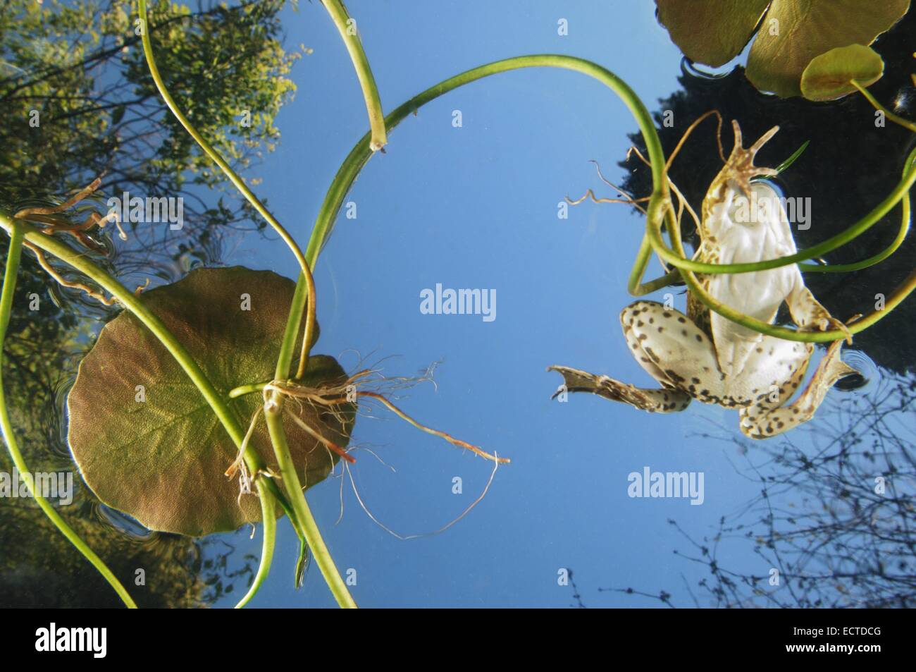Rana di palude (Rana ridibunda - Pelophylax ridibundus) galleggianti in superficie tra waterlilies vista subacquea Foto Stock