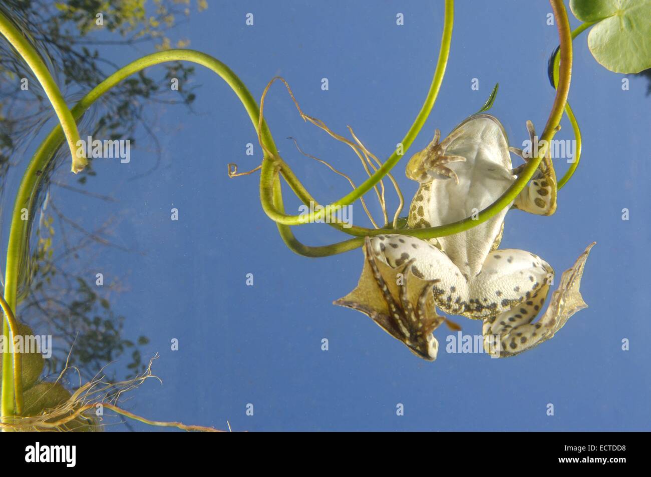 Rana di palude (Rana ridibunda - Pelophylax ridibundus) galleggianti in superficie tra waterlilies vista subacquea Foto Stock