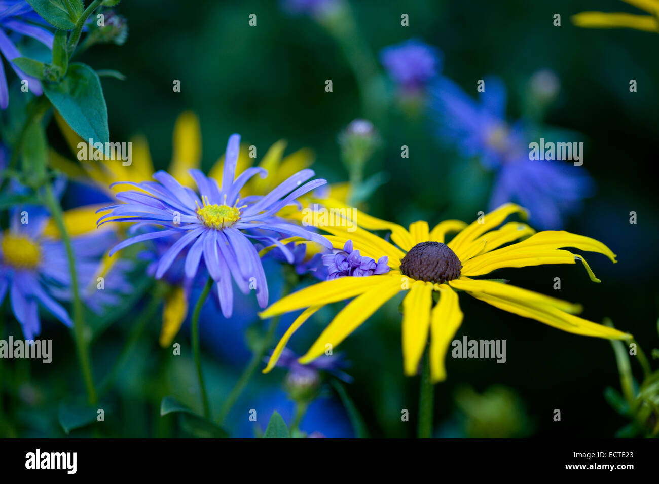 Gli astri e rudbeckia offrono un bel contrasto con i giardini di Leith Hall in Aberdeenshire Foto Stock