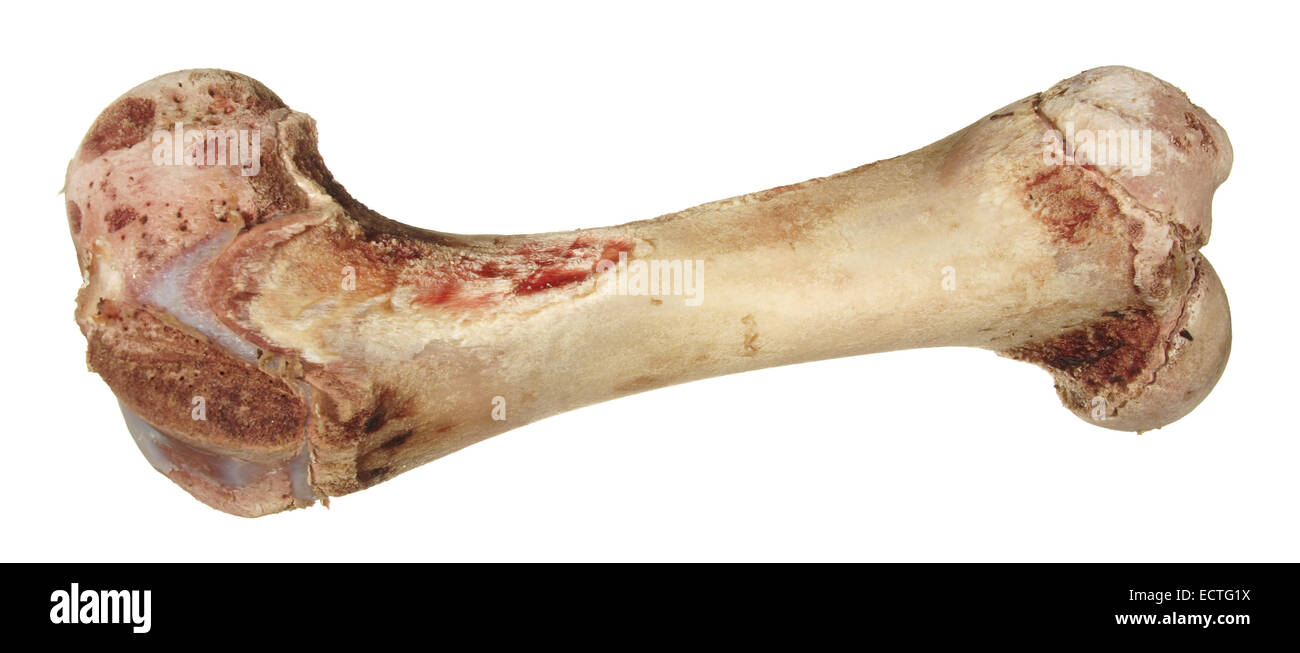 Un osso senza carne isolati su sfondo bianco. Foto Stock