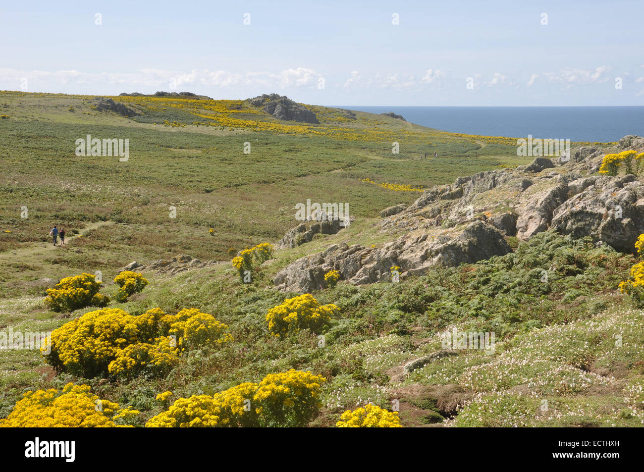 Skomer isola al largo della costa del Pembrokeshire nel Galles sudoccidentale Foto Stock