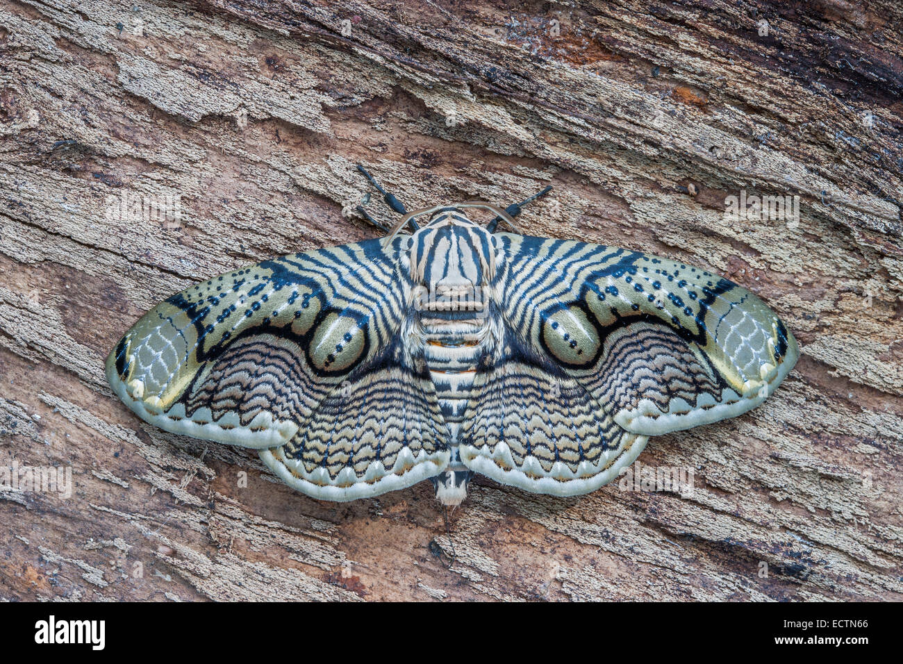 Brahmaea hearseyi moth in appoggio sul legno. Questa falena è nativo per il sud-est asiatico. Foto Stock