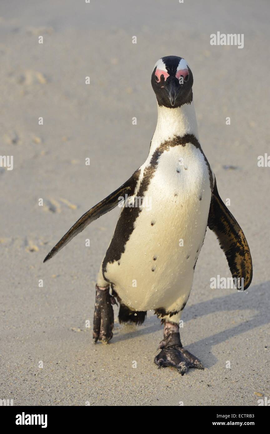 A piedi pinguino africano (Spheniscus demersus) sulla spiaggia. Sud Africa Foto Stock