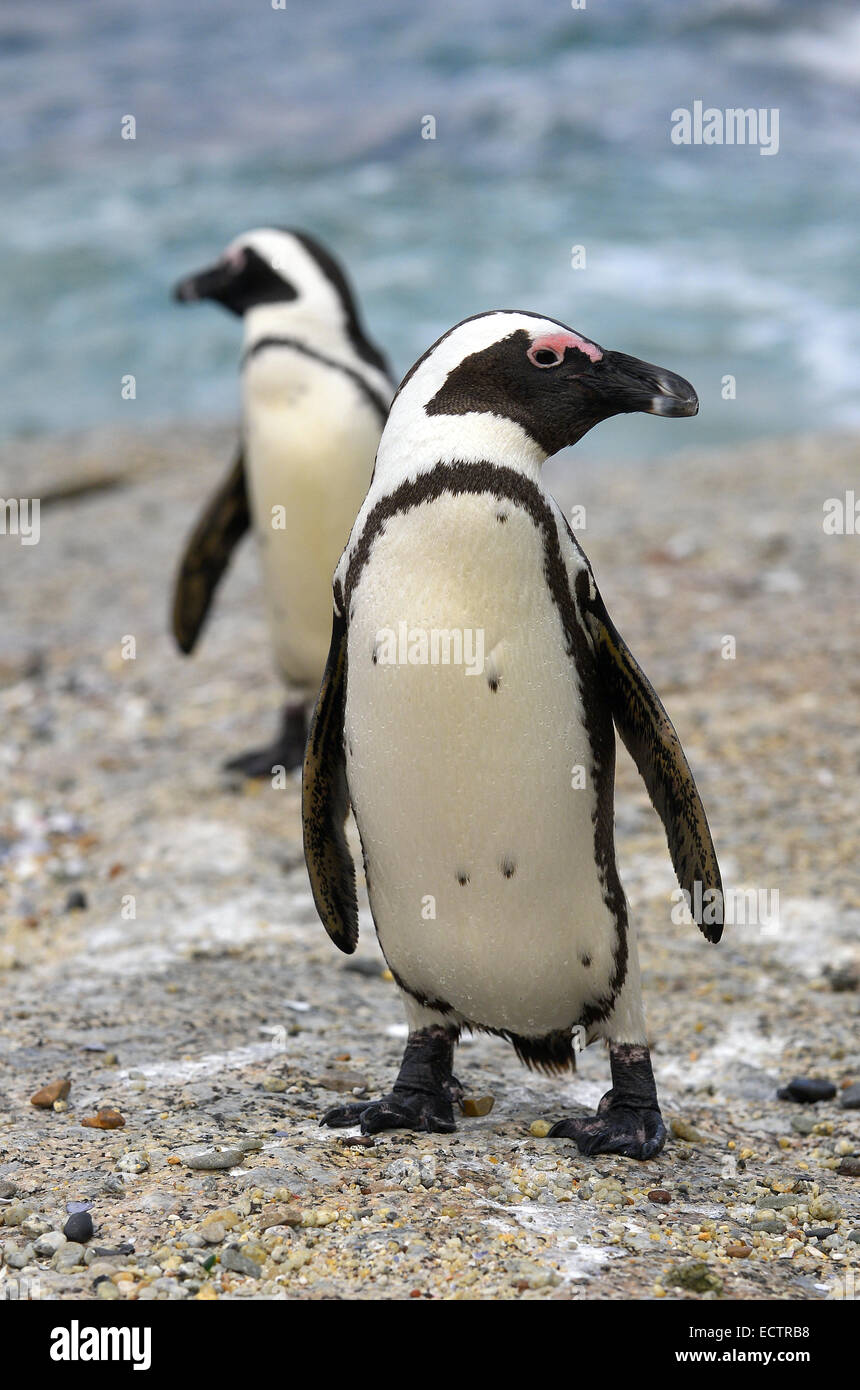 I Penguins africani (Spheniscus demersus) sulla spiaggia. Foto Stock
