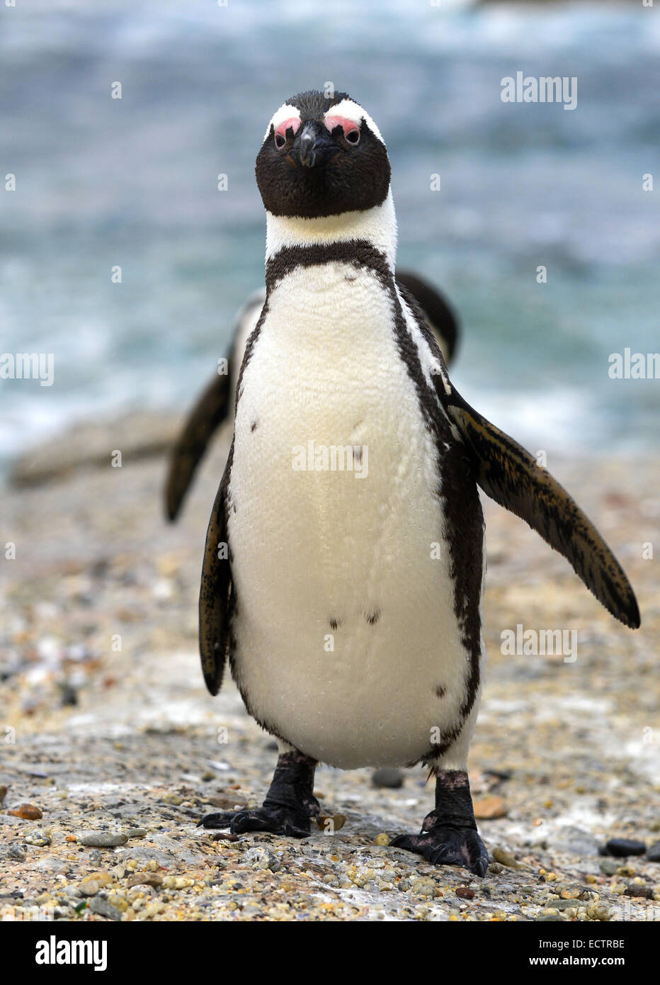 Pinguino africano (Spheniscus demersus) al massi Foto Stock
