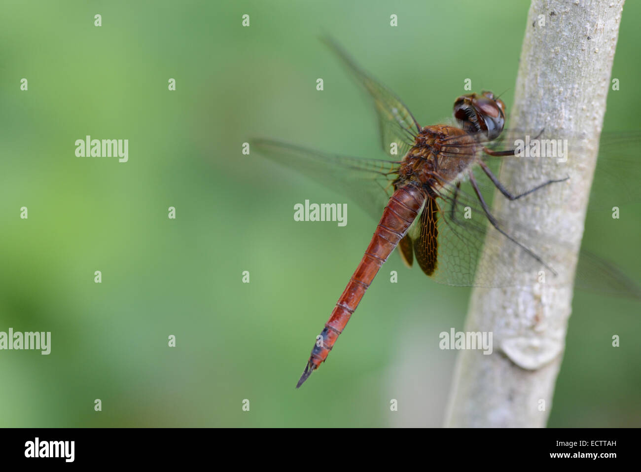 Ripresa macro di una libellula nella valle di Waimea, Hawaii Foto Stock