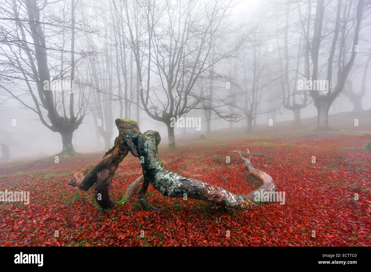 Rami caduti kissing nella foresta di nebbia Foto Stock