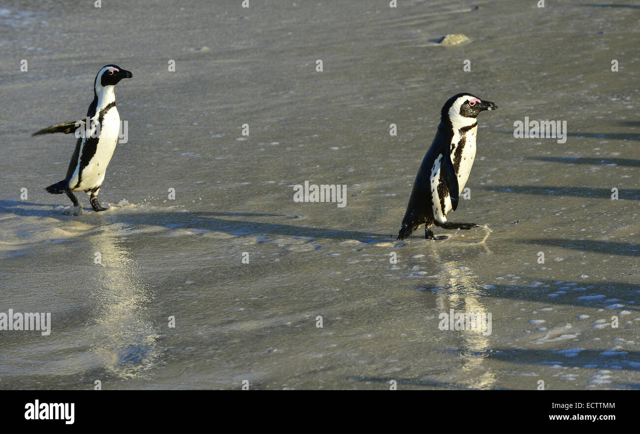 I Penguins africani (Spheniscus demersus) lascia l'acqua sulla costa presso la spiaggia. Sud Africa Foto Stock