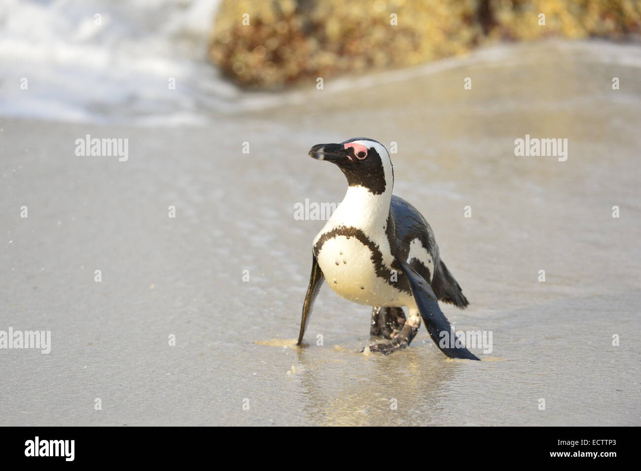 Pinguino africano (Spheniscus demersus) lascia l'acqua sulla costa presso la spiaggia. Sud Africa Foto Stock