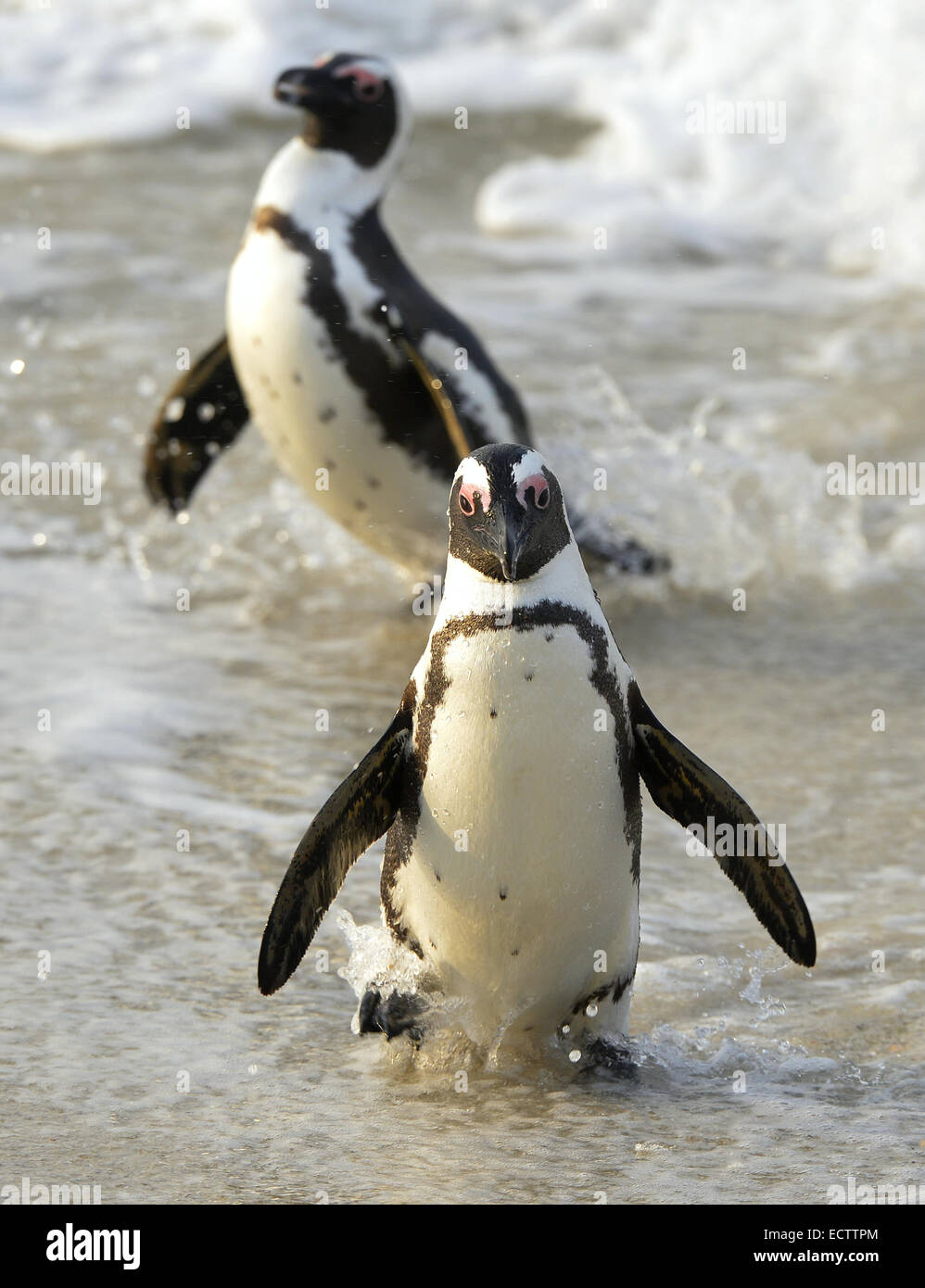 I Penguins africani (Spheniscus demersus) lascia l'acqua sulla costa presso la spiaggia. Sud Africa Foto Stock