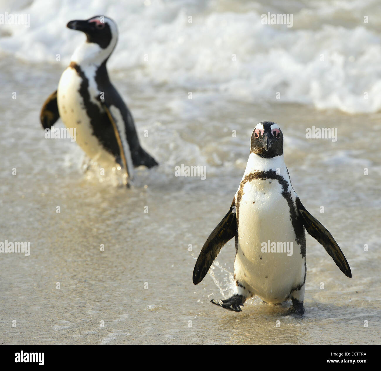 I Penguins africani (Spheniscus demersus) lascia l'acqua sulla costa presso la spiaggia. Foto Stock