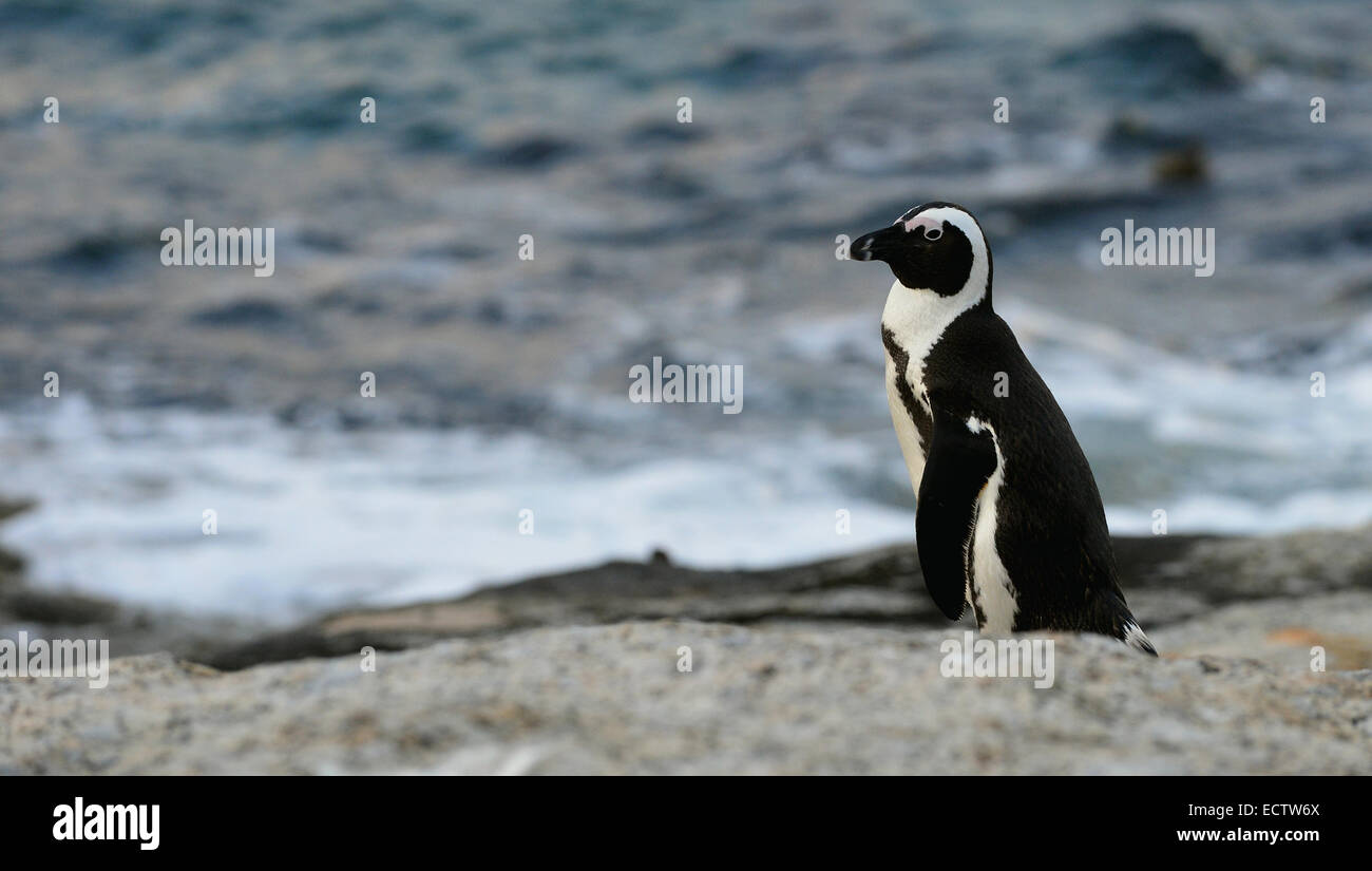 A piedi pinguino africano (Spheniscus demersus) presso i massi nel crepuscolo. Sud Africa Foto Stock