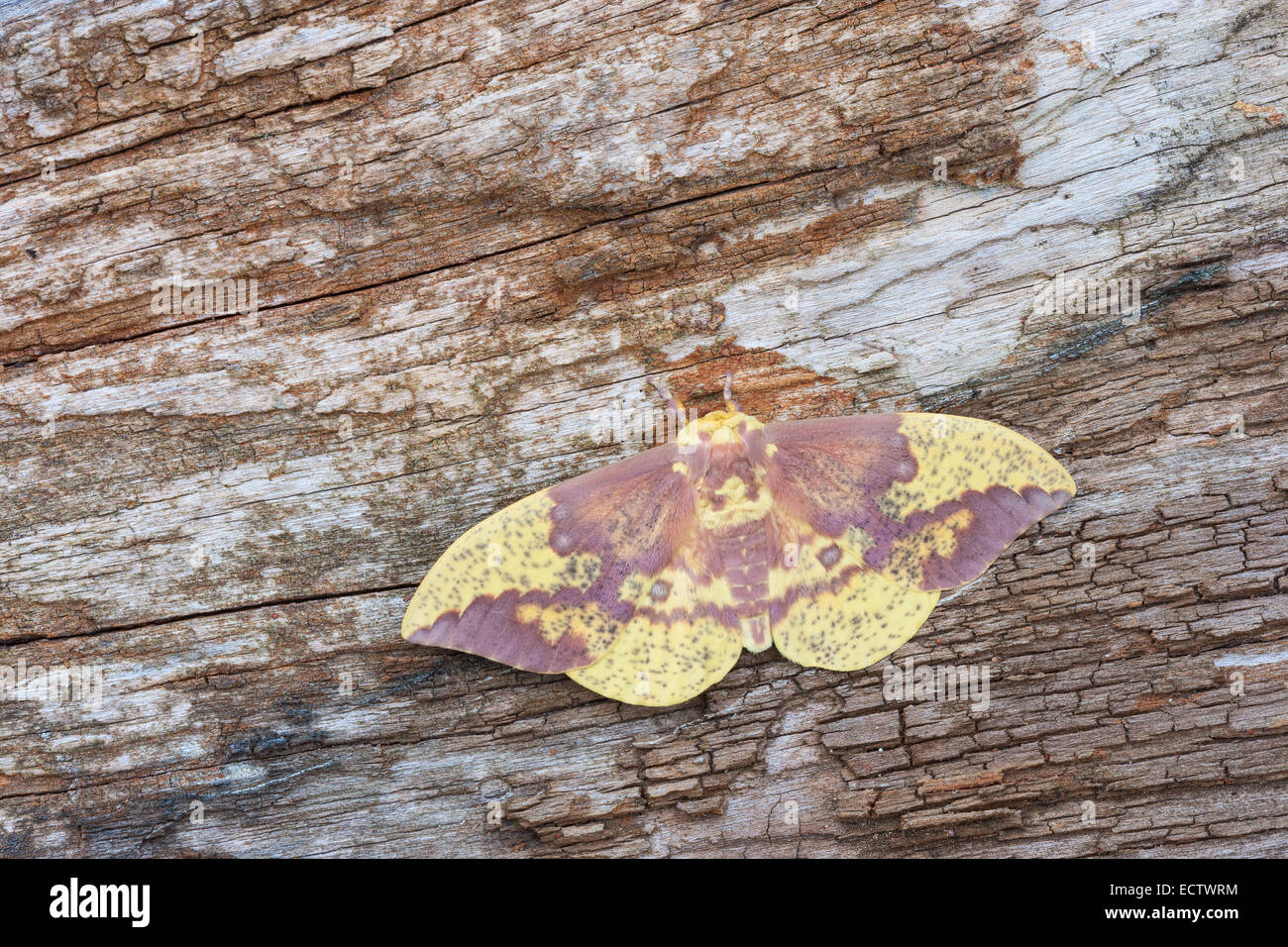 Imperial moth (Eacles imperiali) maschio in appoggio sulla corteccia. Foto Stock