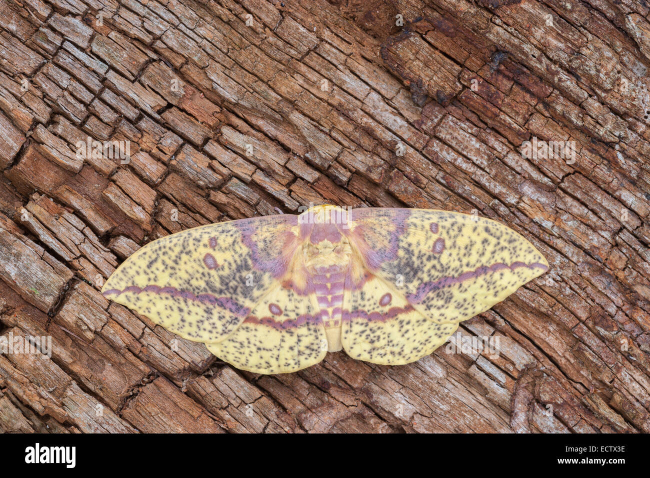 Imperial moth (Eacles imperiali) femmina in appoggio sulla corteccia. Foto Stock