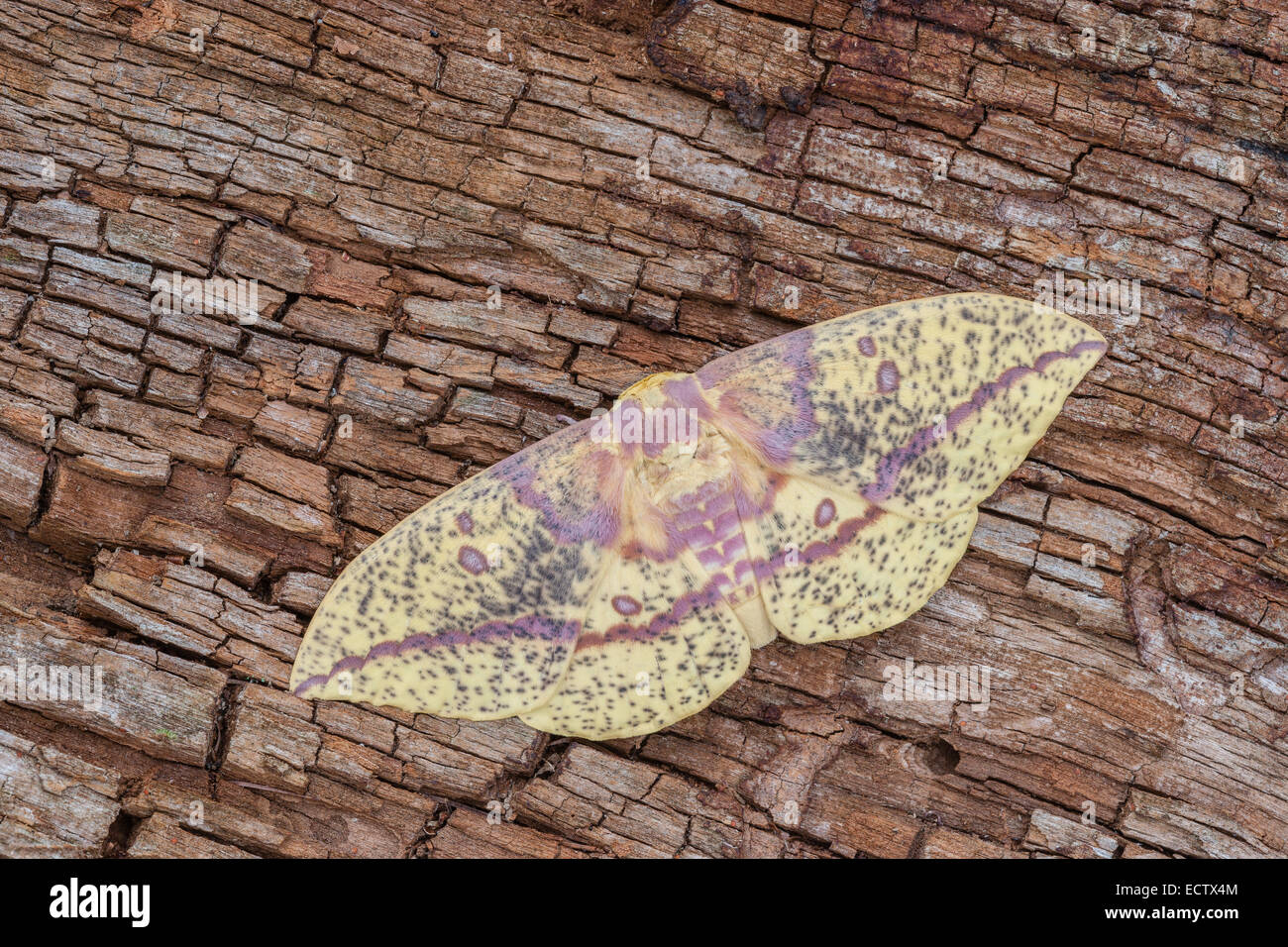 Imperial moth (Eacles imperiali) femmina in appoggio sulla corteccia. Foto Stock