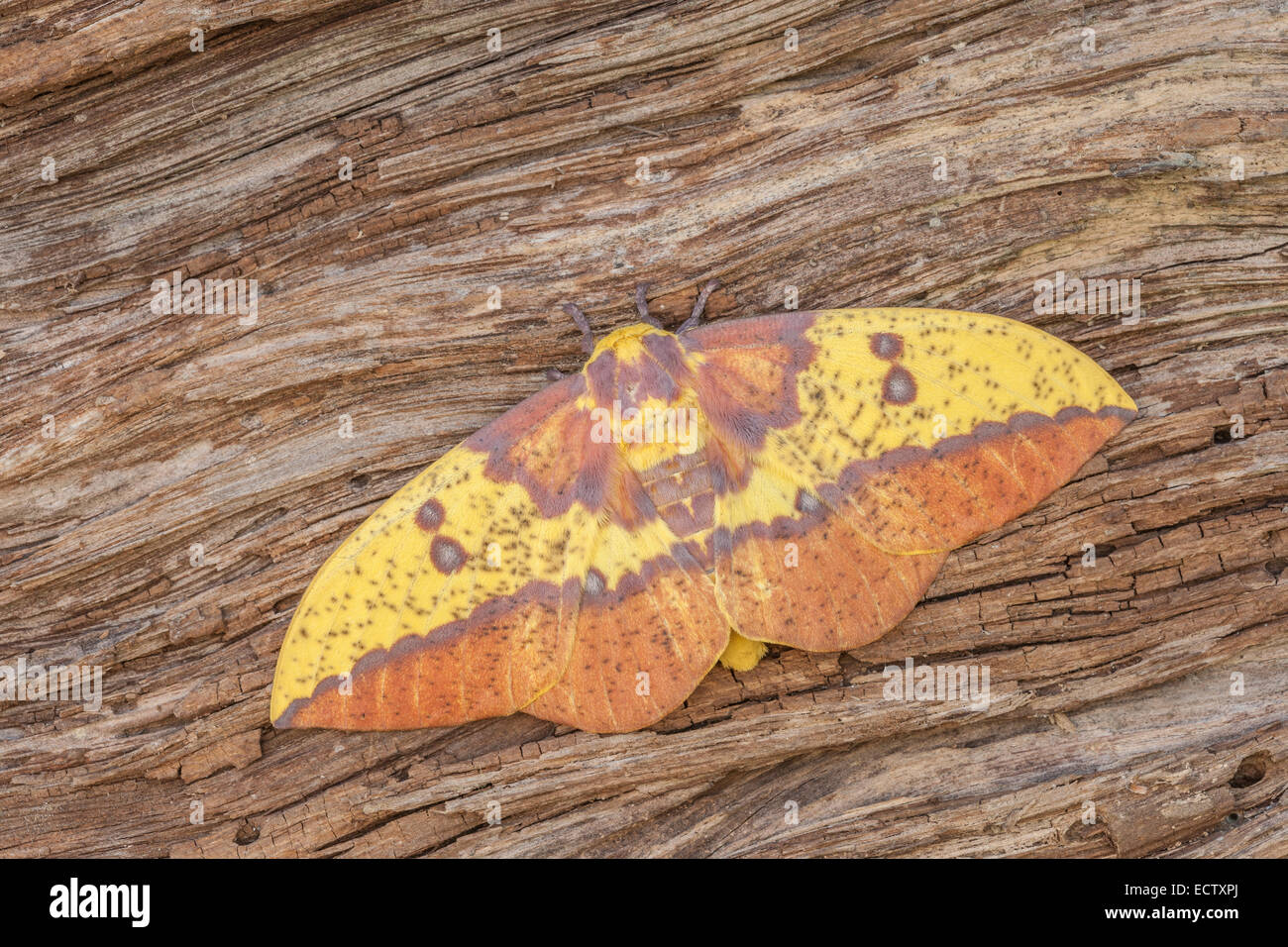 Imperial moth (Eacles imperialis) maschio in Texas in appoggio sulla corteccia. Foto Stock
