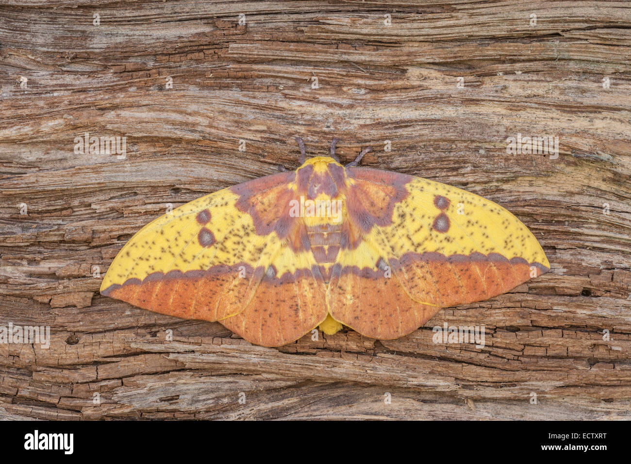 Imperial moth (Eacles imperialis) maschio in Texas in appoggio sulla corteccia. Foto Stock