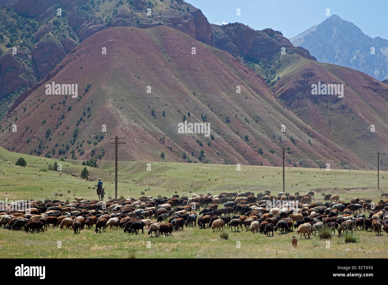 Pastore del Kirghizistan a cavallo imbrancandosi gregge di pecore di montagna della provincia in materia di SSL, Kirghizistan Foto Stock