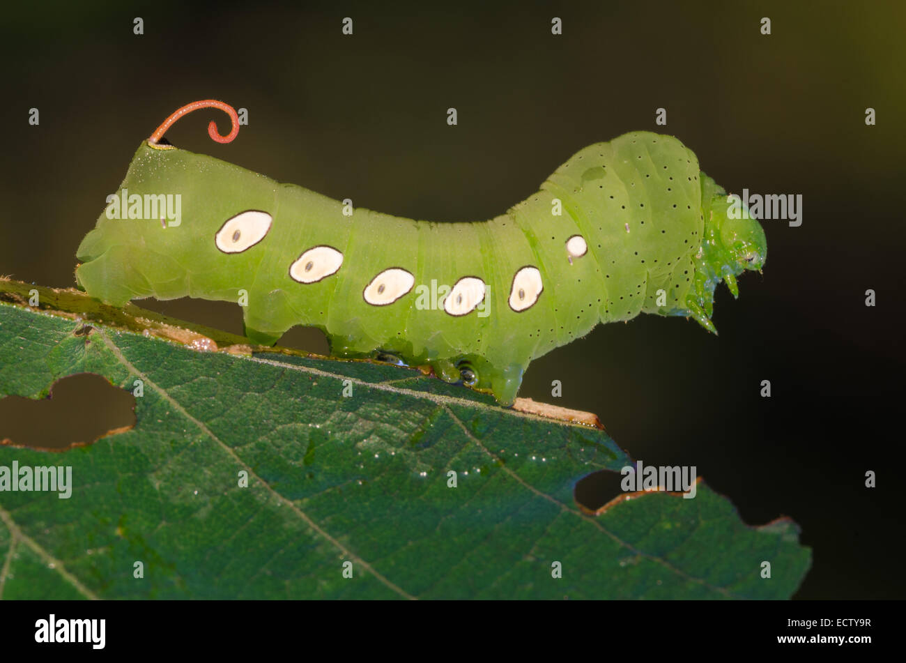 Pandora Sphinx Moth (Eumorpha pandorus) 4 caterpillar instar sull'uva selvatica. Foto Stock