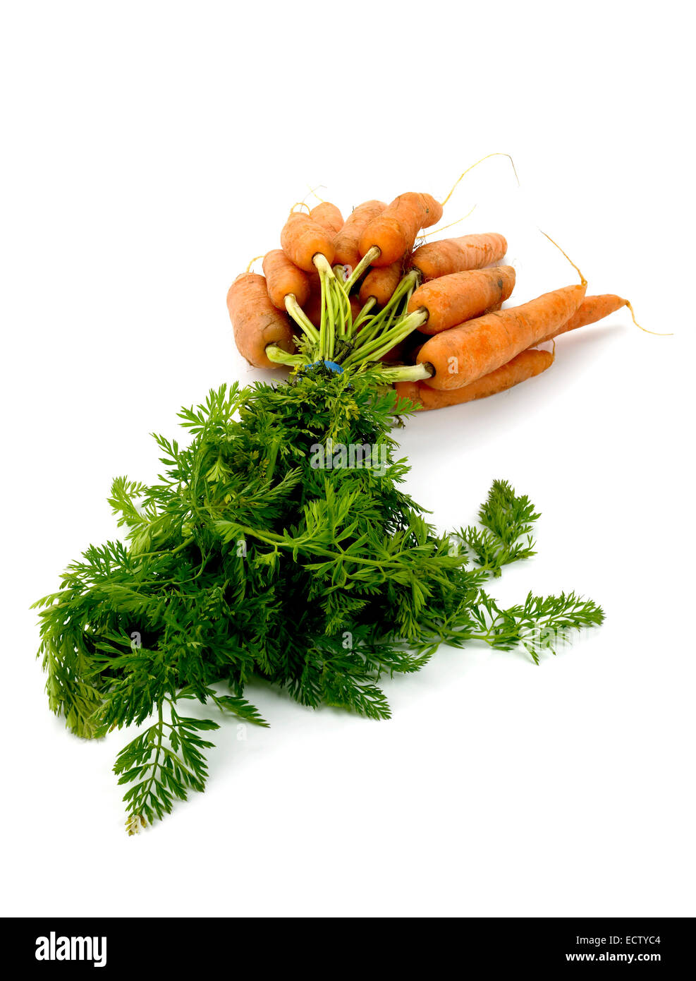 trefolo carote Foto Stock