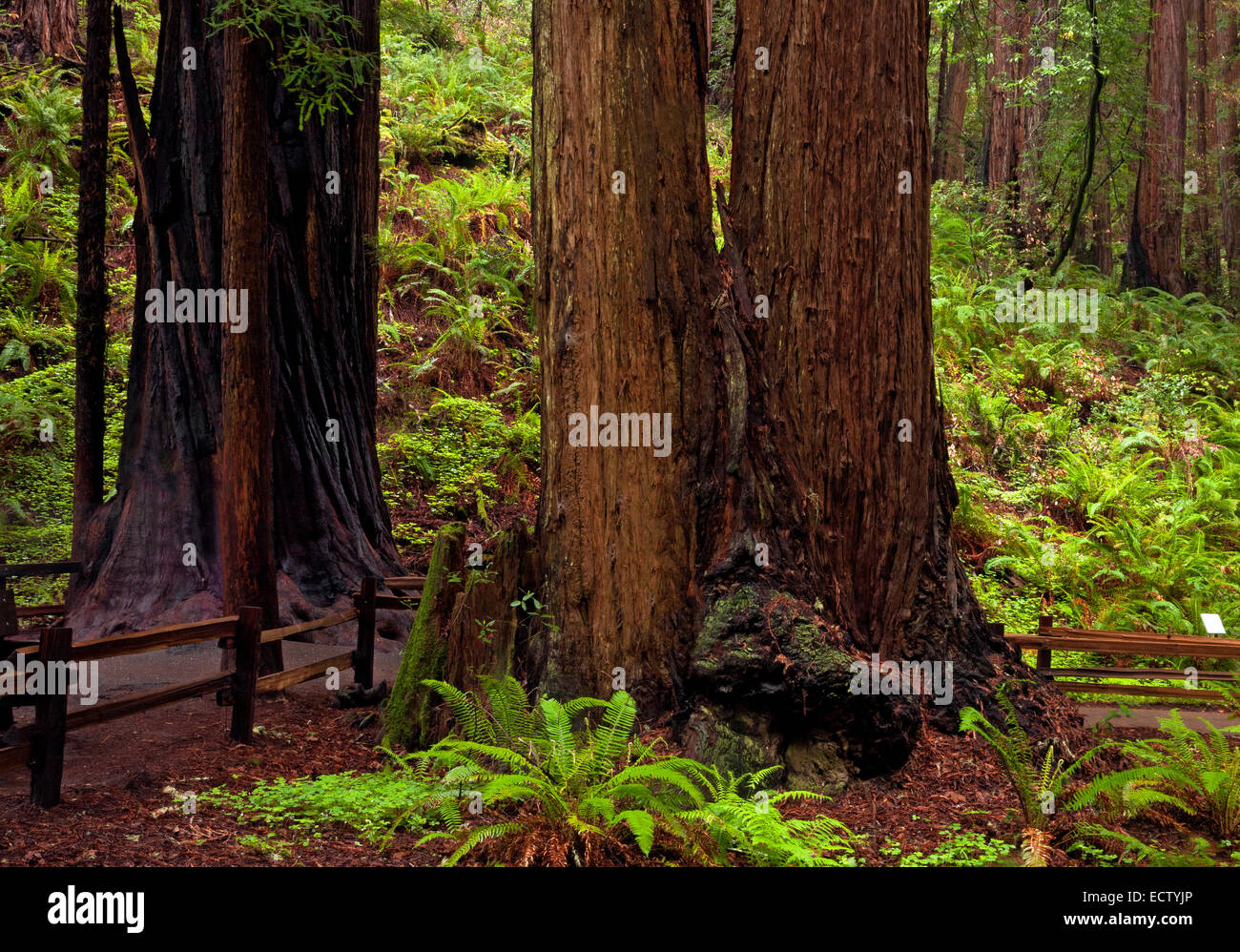 CA02553-00...CALIFORNIA - sequoia gigante alberi in Muir Woods National Monument. Foto Stock