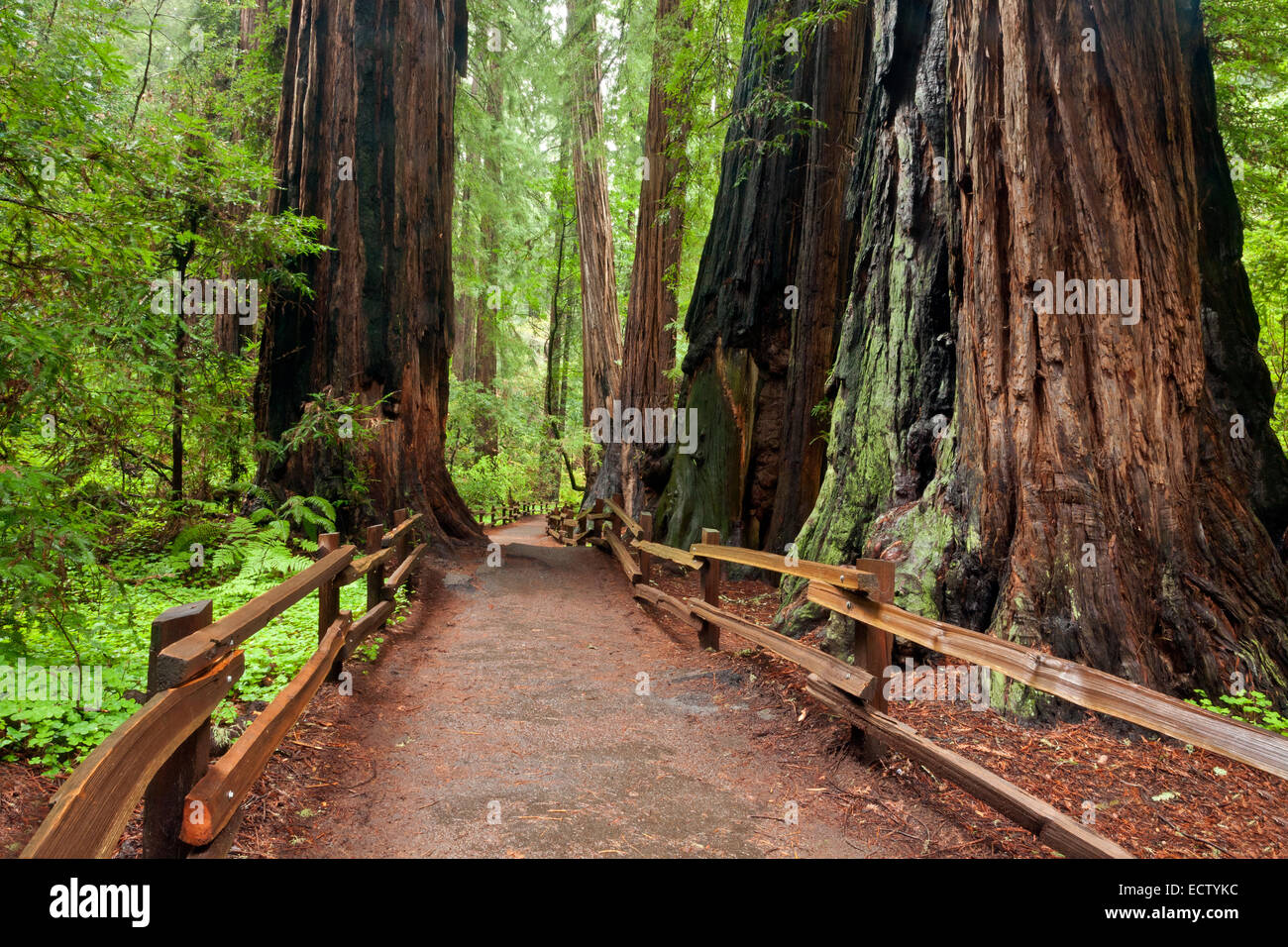 CA02554-00...CALIFORNIA - sequoia gigante alberi in Muir Woods National Monument. Foto Stock
