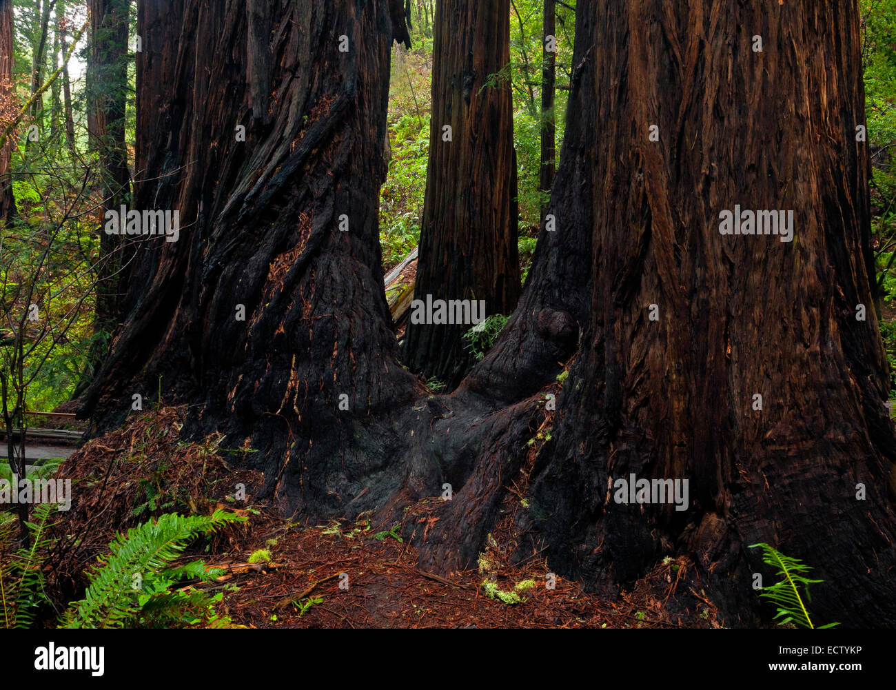 CA02556-00...CALIFORNIA - sequoia gigante alberi in Muir Woods National Monument. Foto Stock
