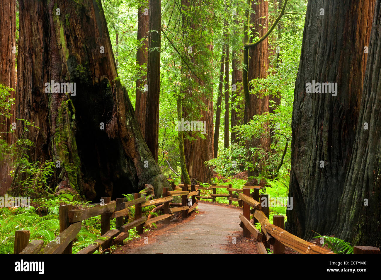CA02558-00...CALIFORNIA - Sentiero attraverso i giganteschi alberi di sequoia in Muir Woods National Monument. Foto Stock