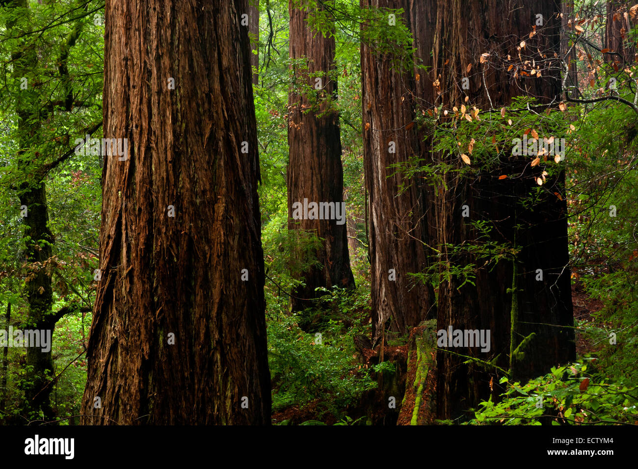 CA02559-00...CALIFORNIA - sequoia gigante alberi in Muir Woods National Monument. Foto Stock