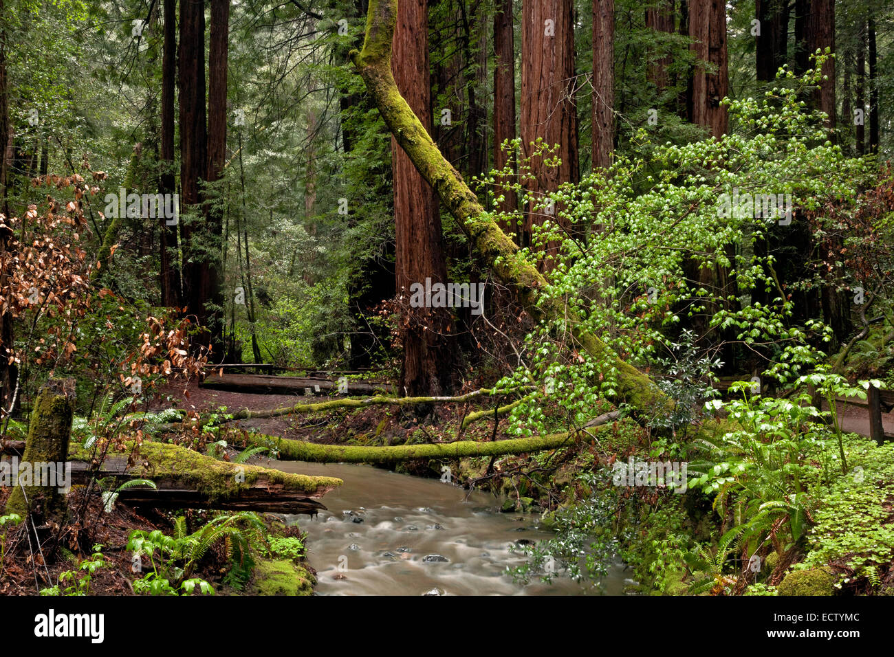 CA02561-00...CALIFORNIA - Redwood Creek e una foresta di Redwood in Muir Woods National Monument. Foto Stock