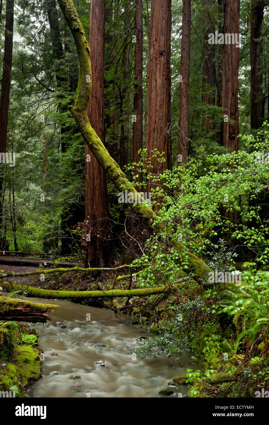CA02562-00...CALIFORNIA - Redwood Creek e una foresta di Redwood in Muir Woods National Monument. Foto Stock