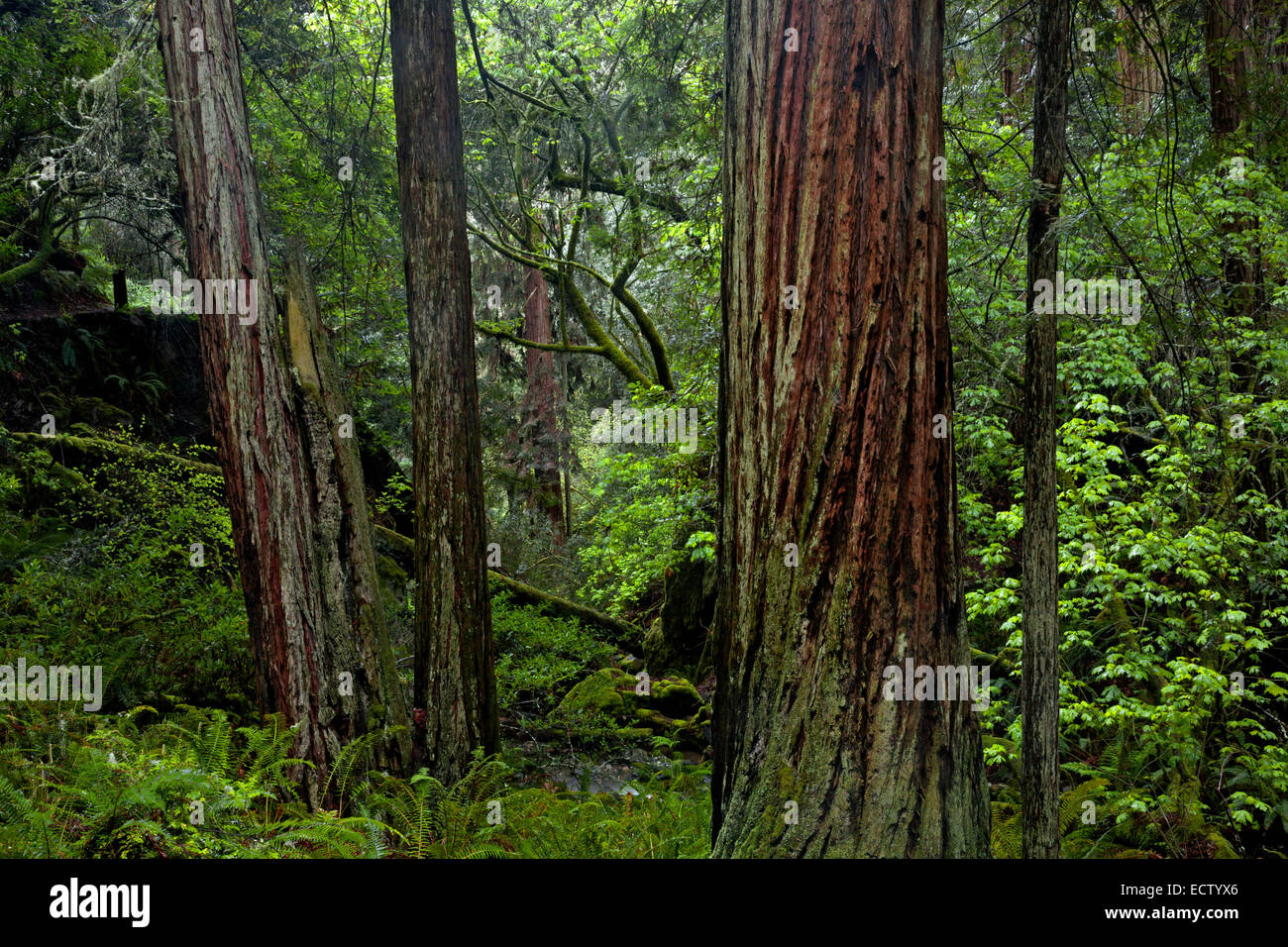 CA02571-00...CALIFORNIA - Redwood alberi che crescono lungo Webb Creek dal ripido burrone Trail nel Monte Tamalpais State Park. Foto Stock