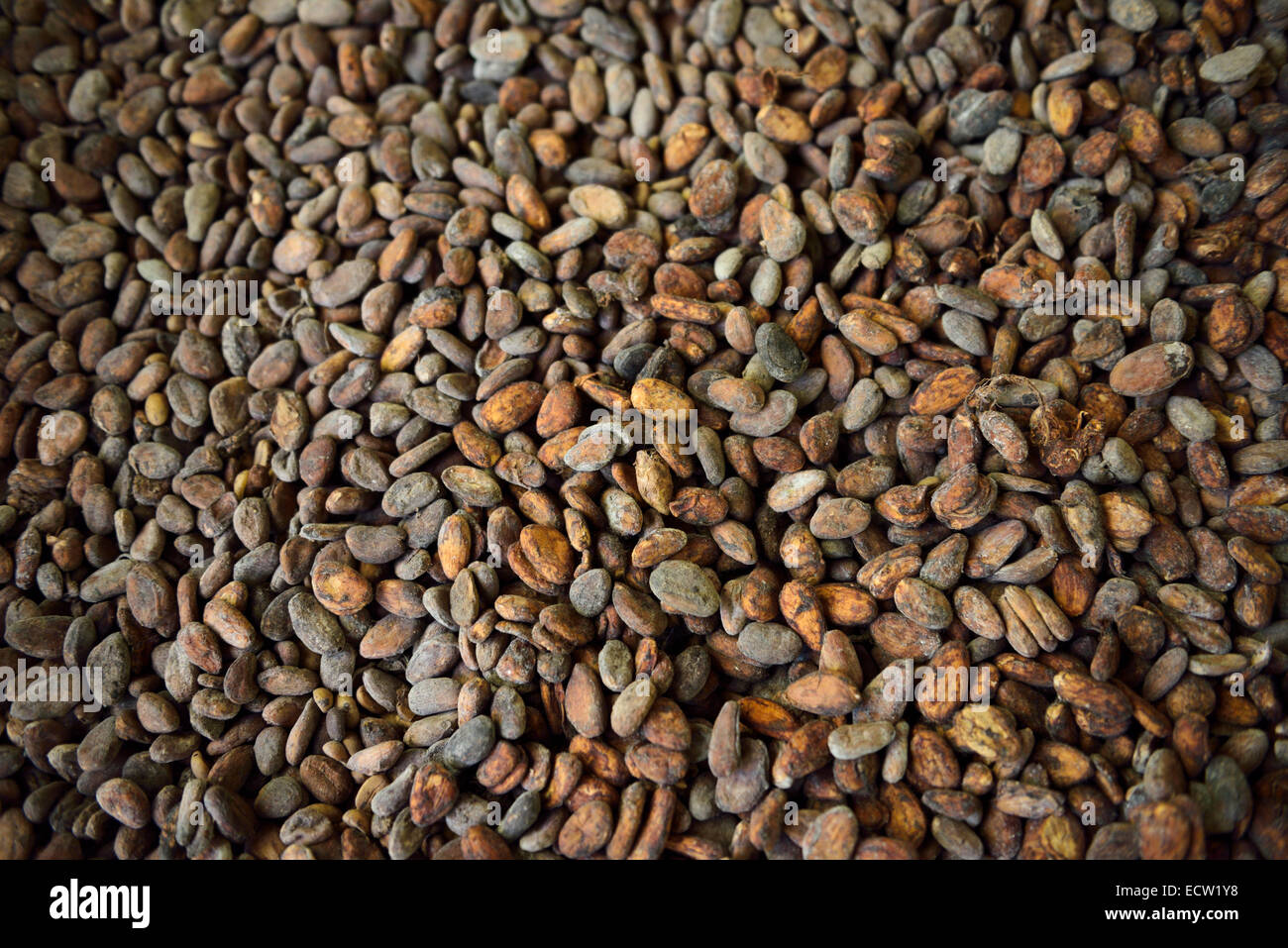 Essiccato fermentato chicchi di cacao al cioccolato di raccolte nella Repubblica dominicana Foto Stock
