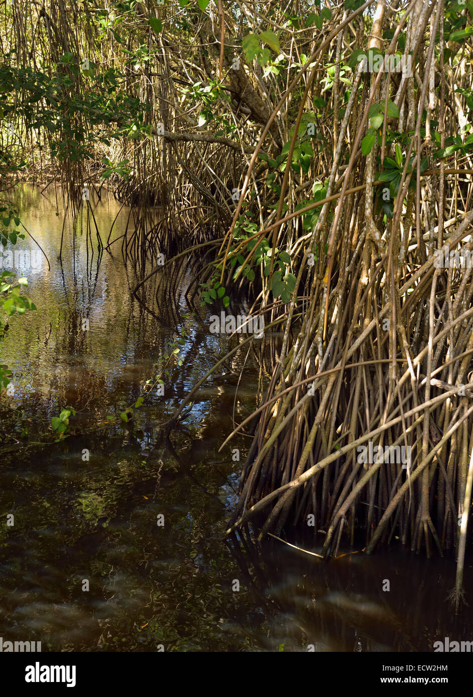 Spessore groviglio di radici di mangrovia lungo un flusso di acque salmastre accanto all'Oceano Atlantico Repubblica Dominicana Foto Stock