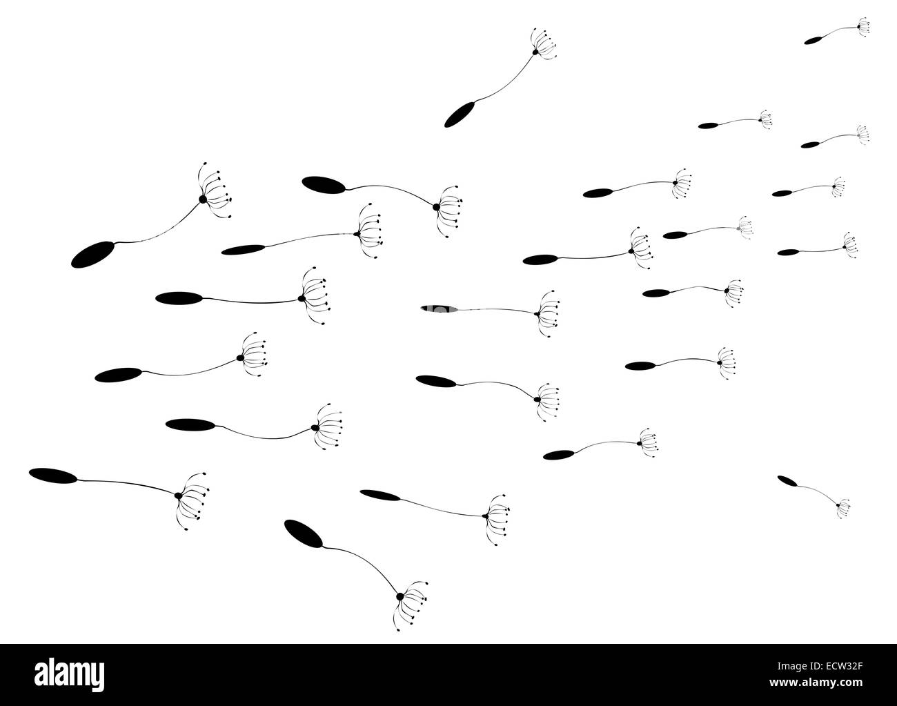 Tarassaco in semi galleggiante su uno sfondo bianco Foto Stock