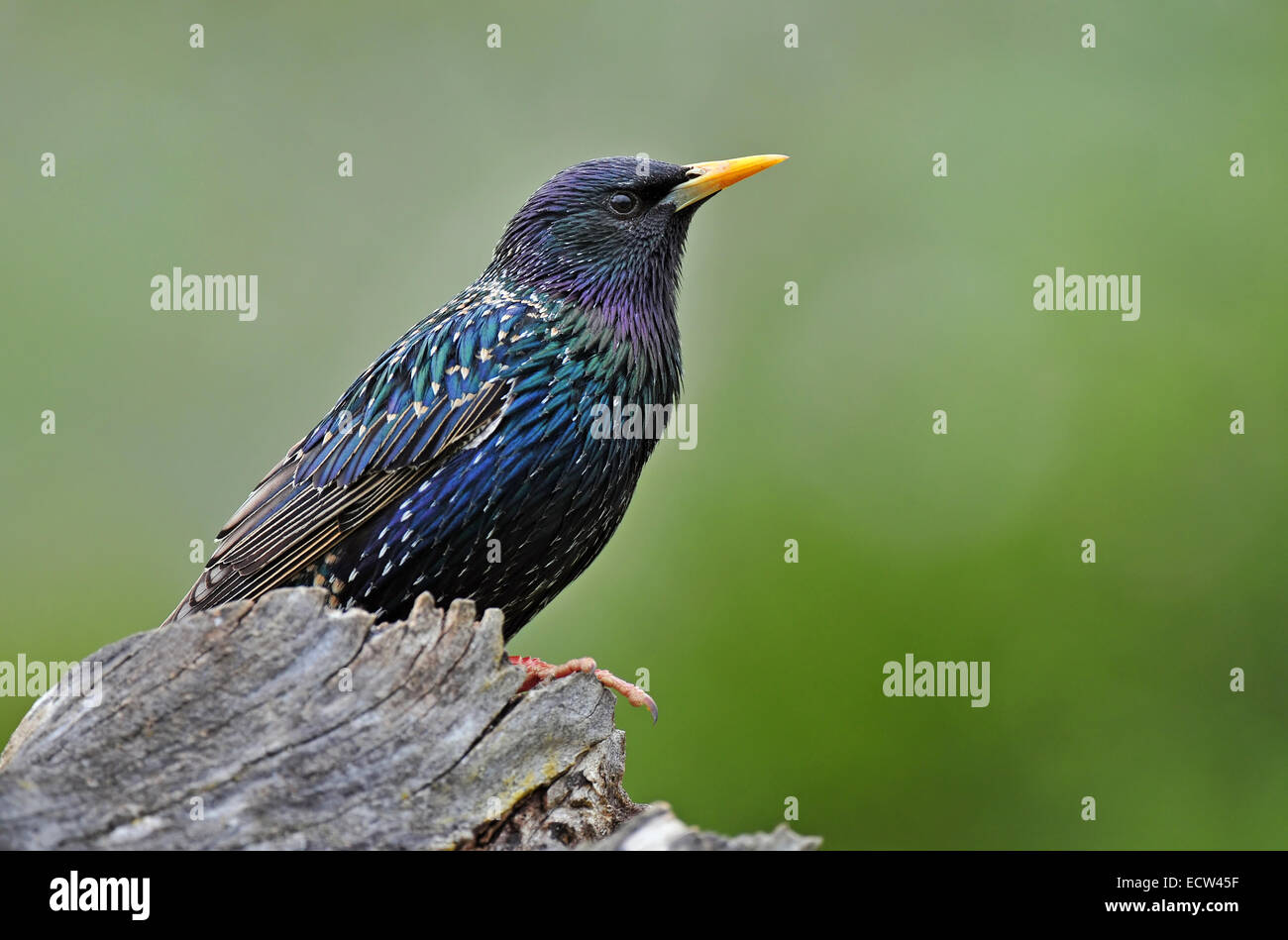 Storno comune Foto Stock