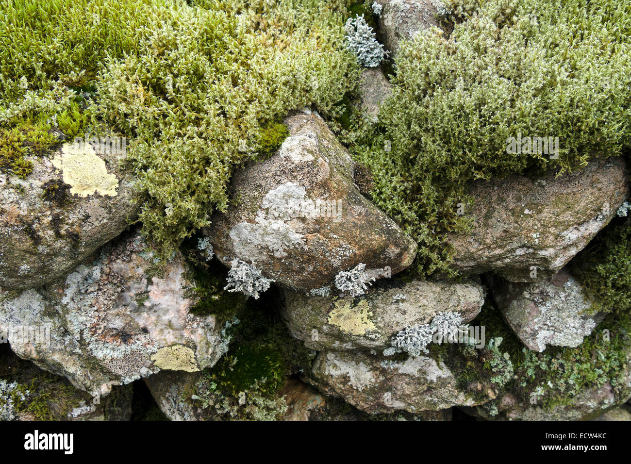 Vecchie pietre di pietra a secco ricoperte di muschio e licheni, Lake District, Cumbria, Inghilterra, Regno Unito Foto Stock