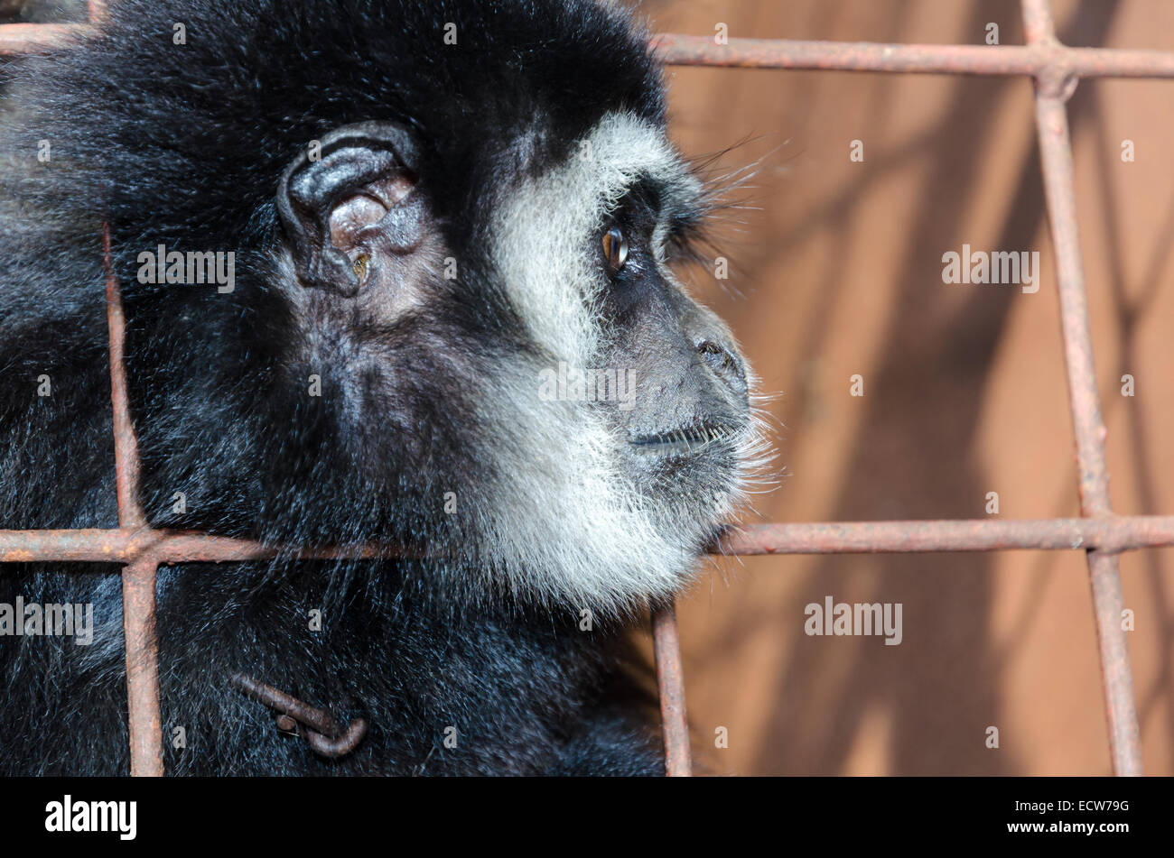 Il viso e gli occhi abbattuto di bianco-consegnato gibbone (Hylobates lar) in una gabbia. Il problema illegale del commercio di specie selvatiche Foto Stock
