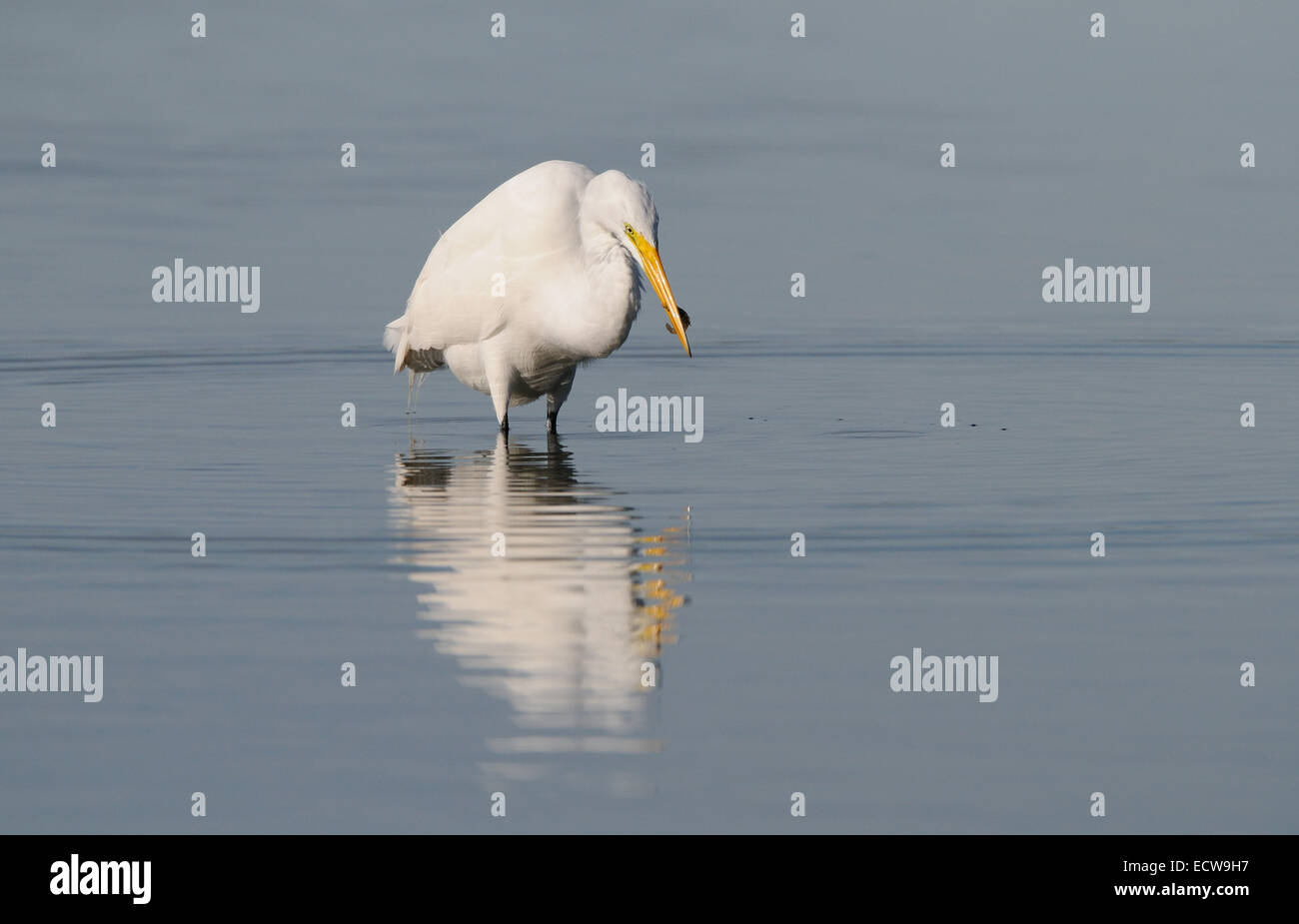 Grande airone bianco inceppato il suo collo in fuori di fronte di boccole in background. Laguna a Fort De Soto, Florida, Stati Uniti d'America Foto Stock