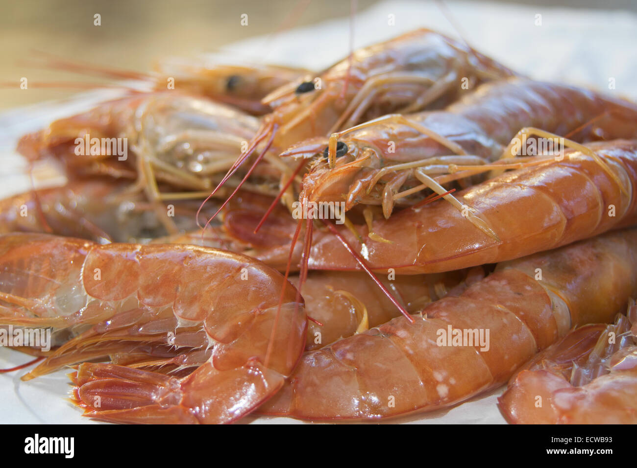 Crostacei tipici del Mare Mediterraneo: materie gamberi Foto Stock