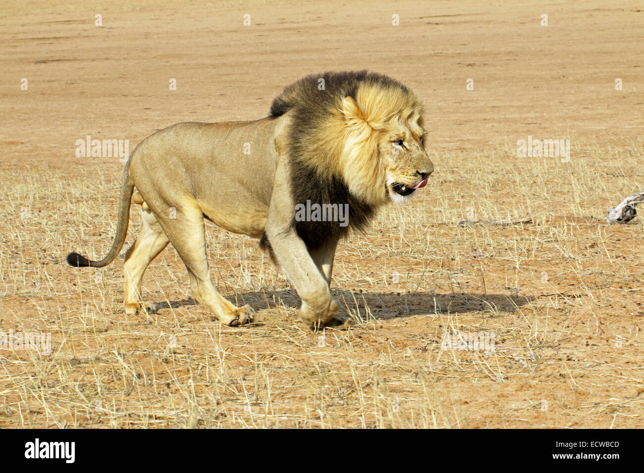 Grande leone maschio a piedi nel deserto del Kalahari Kgalagadi transfrontaliera Parco Nazionale Northern Cape Sud Africa Foto Stock