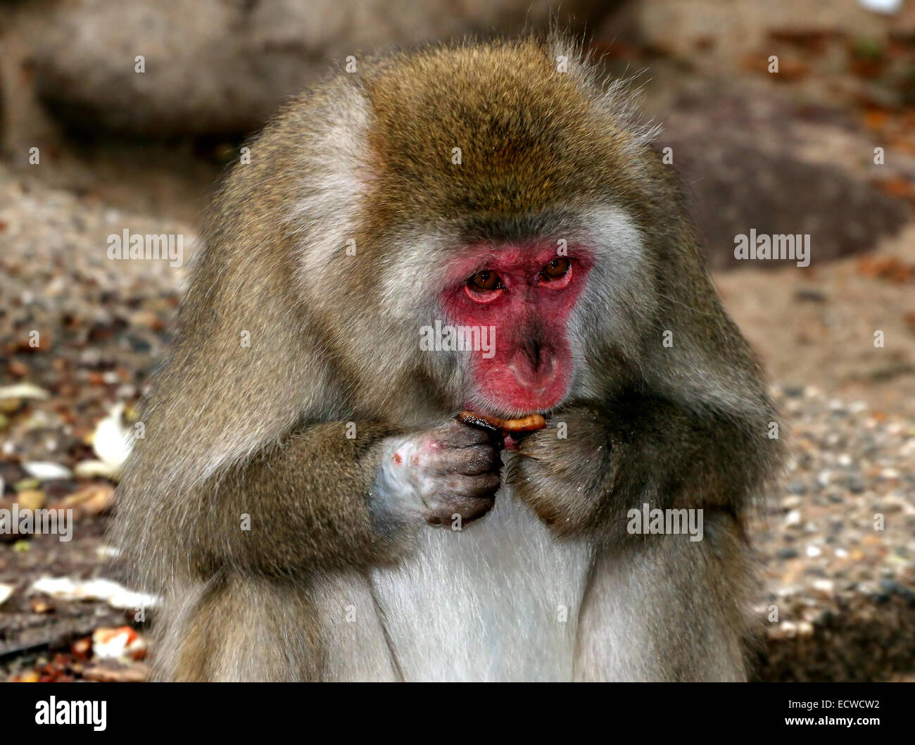 Macaque giapponese o la neve di scimmia (Macaca fuscata) close-up mentre mangiando un pezzo di frutta Foto Stock