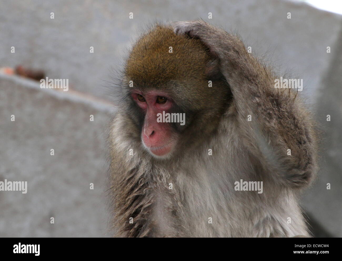 Macaque giapponese o la neve di scimmia (Macaca fuscata) mano sulla sua testa in meraviglia Foto Stock