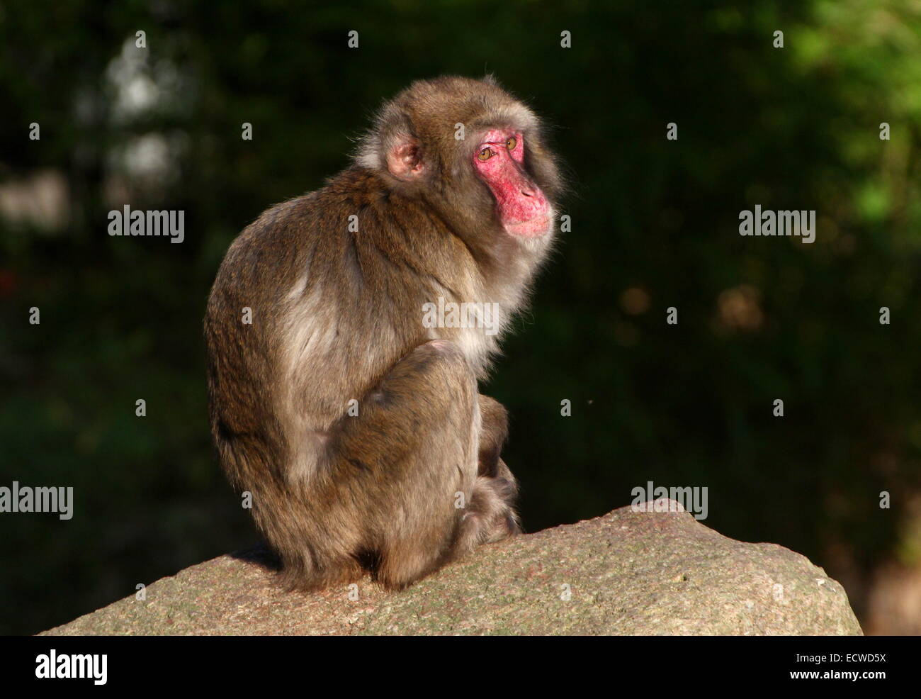 Macaque giapponese o la neve di scimmia (Macaca fuscata) in posa su una roccia sotto la luce diretta del sole Foto Stock