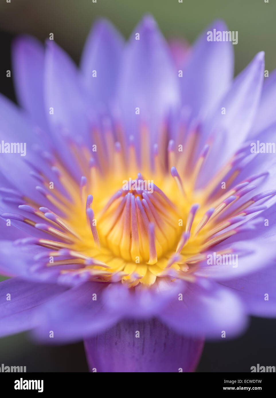 Ninfee Nymphaeaceae, ninfee, fiore Foto Stock