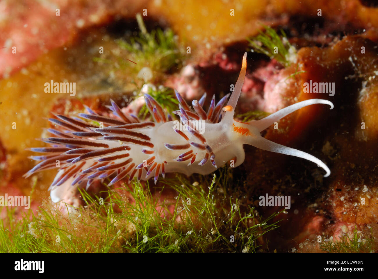 Sea slug 'pellegrino hervia', Cratena peregrina, nudibranch, Facelinidae, Tor Paterno area protetta, Roma, Italia Mare Mediterraneo Foto Stock